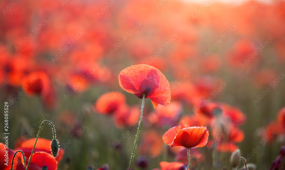 Fototapeta premium Poppy field