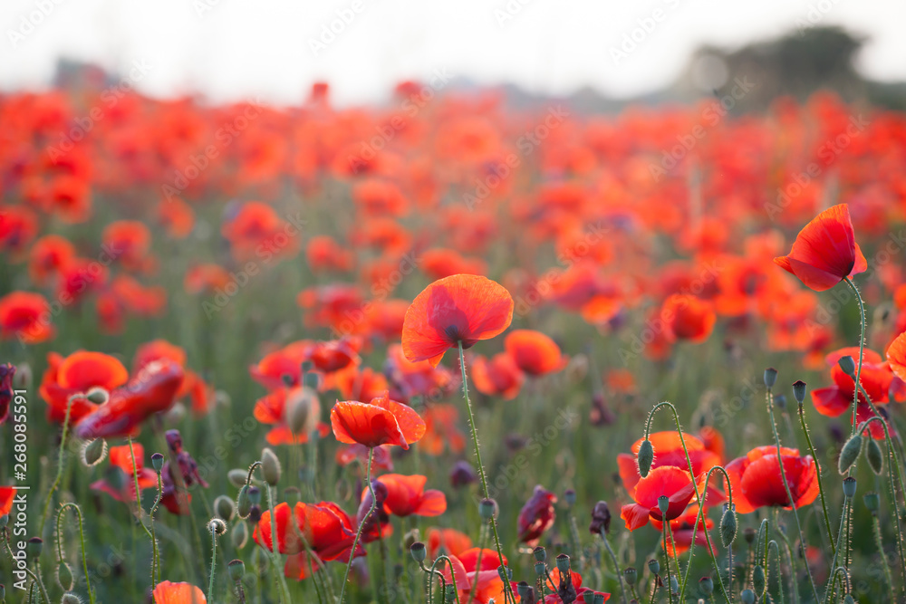 Vivid poppy field