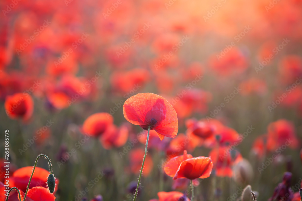 Obraz premium Poppy field