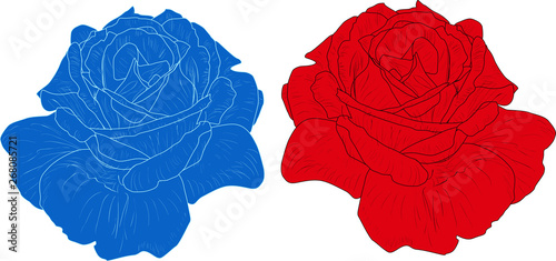 red and blue roses sketches illustration