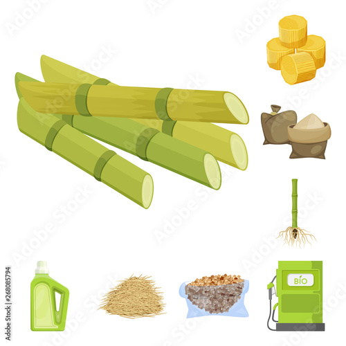 Vector design of sugarcane and cane logo. Set of sugarcane and field vector icon for stock.