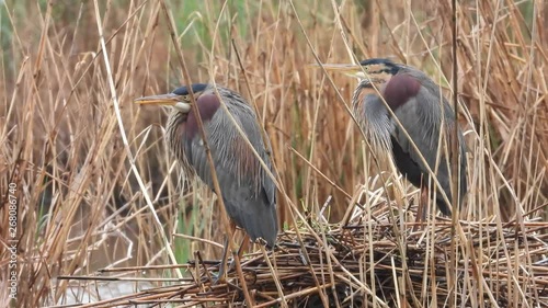 Purpurreiher am Nest photo