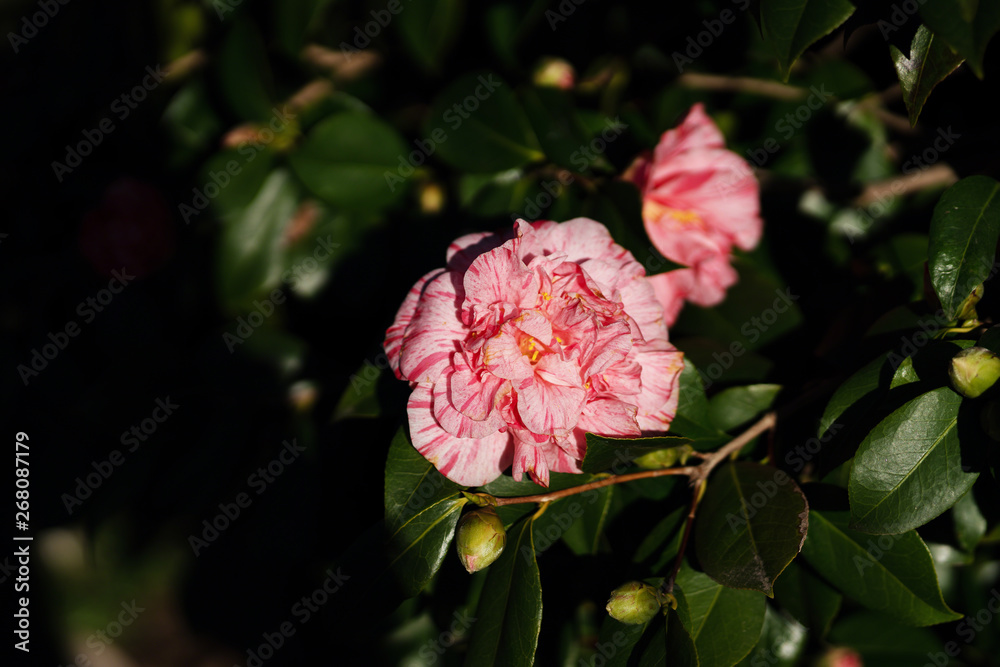 Camelia in bloom in early spring Camelia in bloom in early spring
