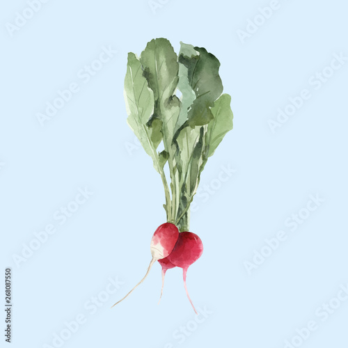 Watercolor radish vector illustration