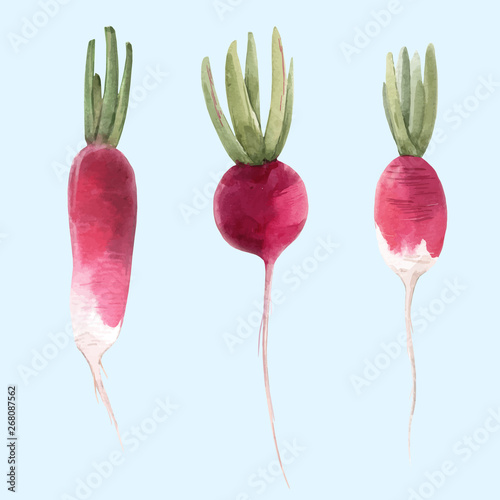 Watercolor radish vector illustration