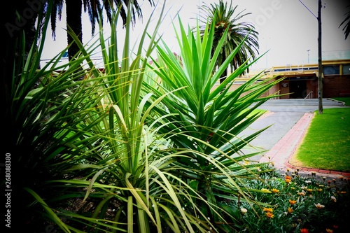 garden with palm trees