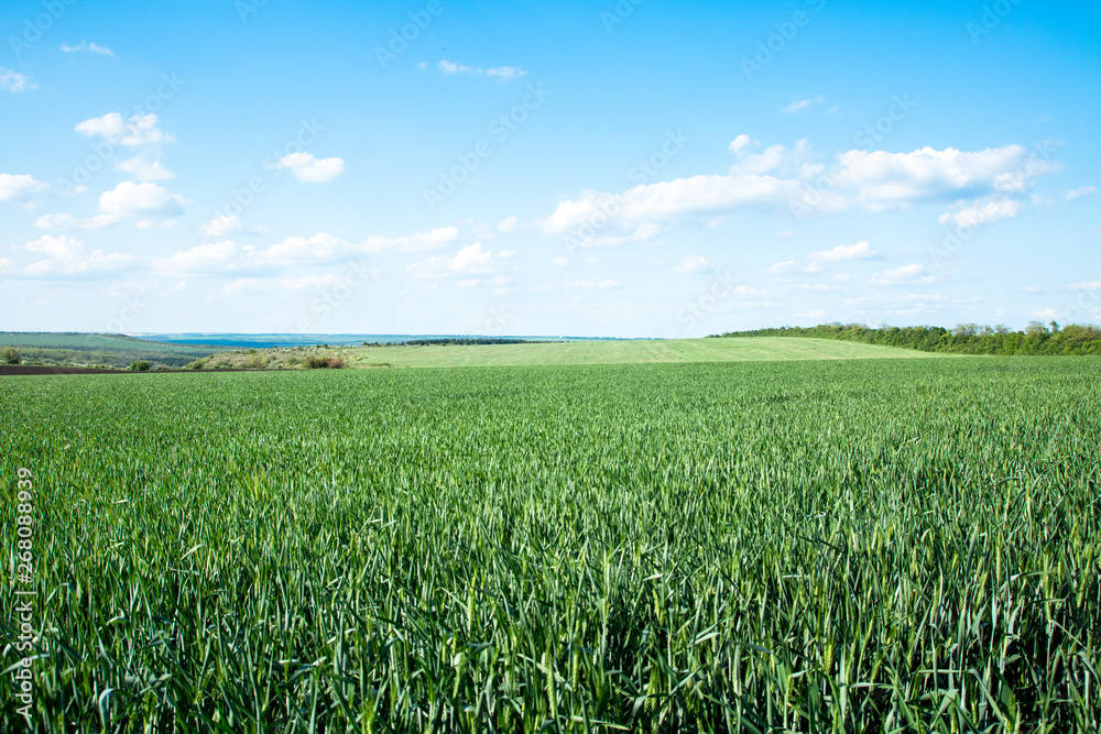 green field of young wheat sprouts, to the horrizon