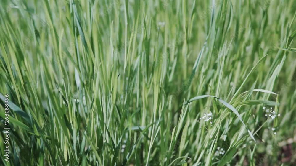 Natural Green Greenery Grass Stems Swayed From Wind In Summer Day. Natural Green Greenery Grass Stems Swayed From Wind In Summer Day.