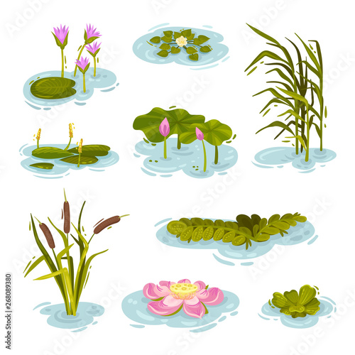 Set of images of plants on the water. Vector illustration on white background.