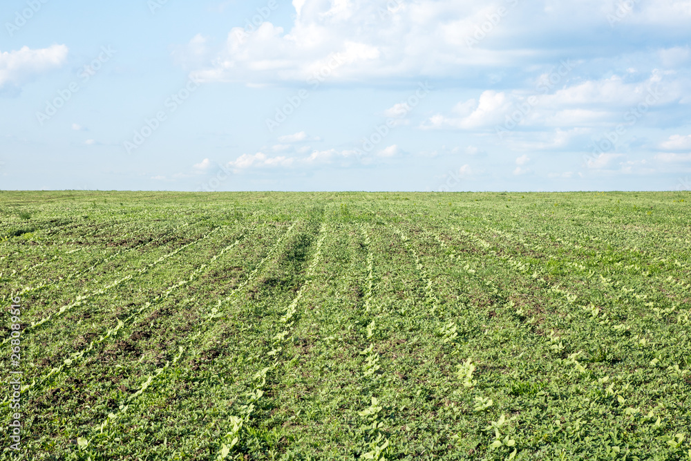 green field of rows of young sunflower sprouts