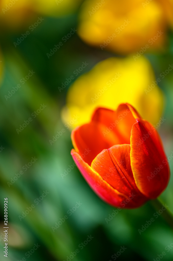 ulips in bloom ulips in bloom