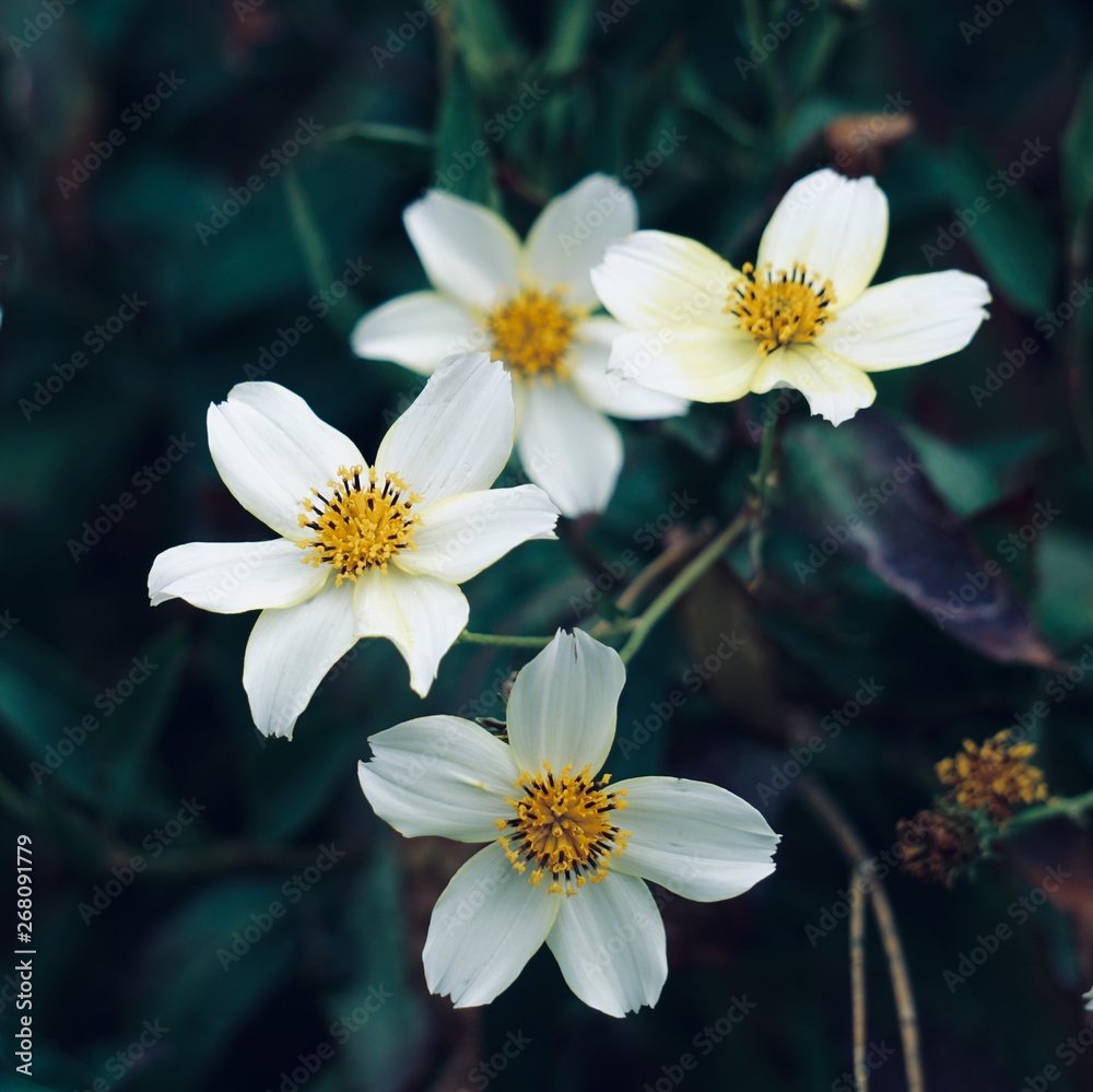 white flower plant in the garden, flower with white petals in the nature in summer white flower plant in the garden, flower with white petals in the nature in summer