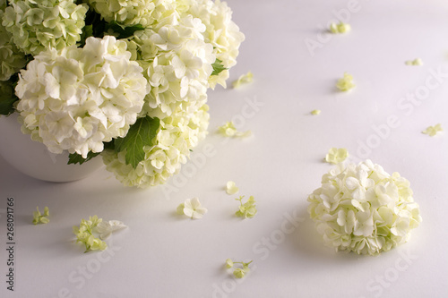 A bouquet of white and green flowers hydrangea in a vase and petals on a white background