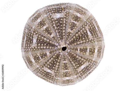 Sea urchin shell isolated on a white background with clipping path