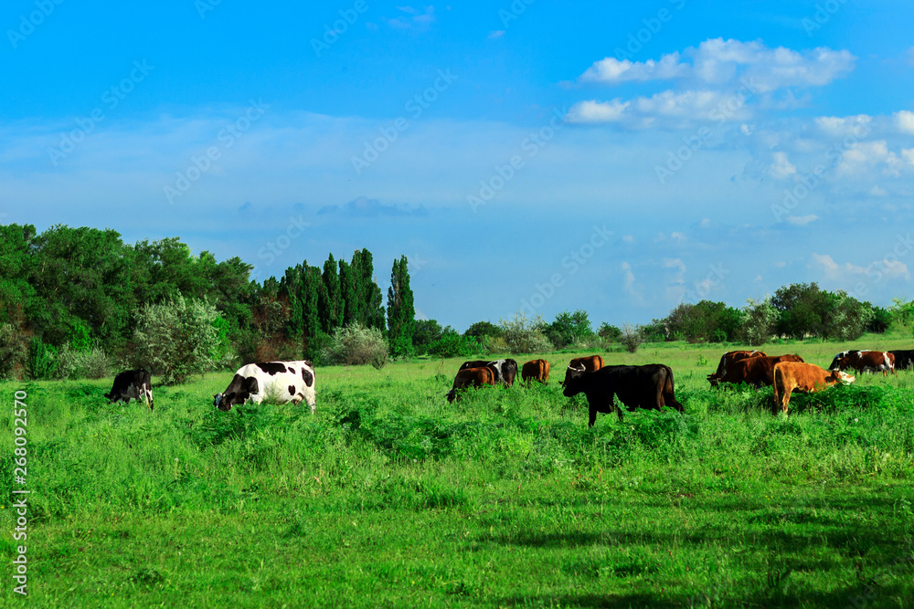 herd of cows on the pasturers in the summer