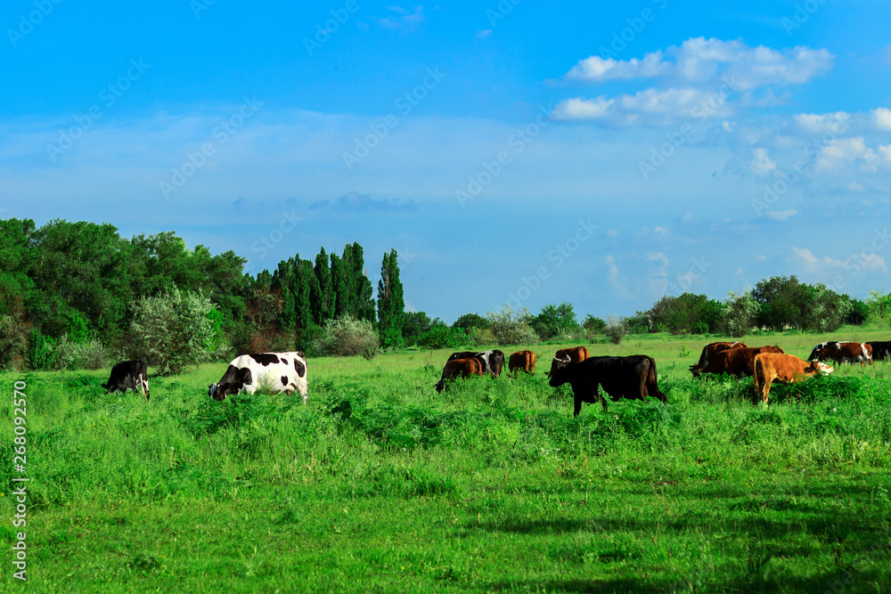 herd of cows on the pasturers in the summer herd of cows on the pasturers in the summer