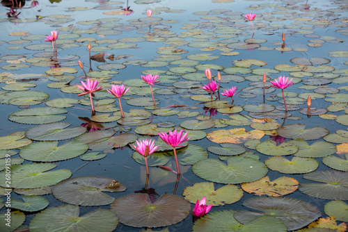 The sea of Red Lotus (Pink water lilies lake) - Beautiful Nature Landscape red Lotus sea in the morning with fog blurred background in the bright dayat Kumphawapi, Udonthani province, Thailand.. photo