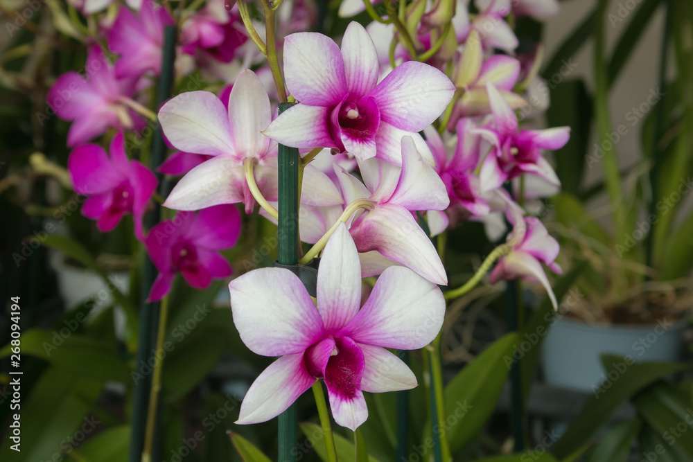 Splendide orchidee rose