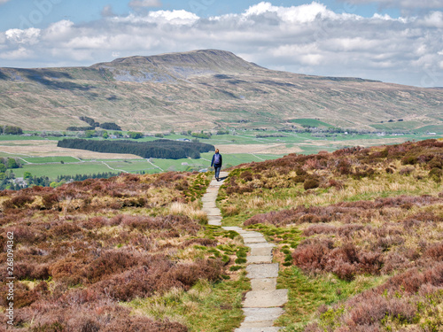 A lone walker on a stone path, heading to Chapel-le-Dale and Whernside in the Yorkshire Dales in the UK