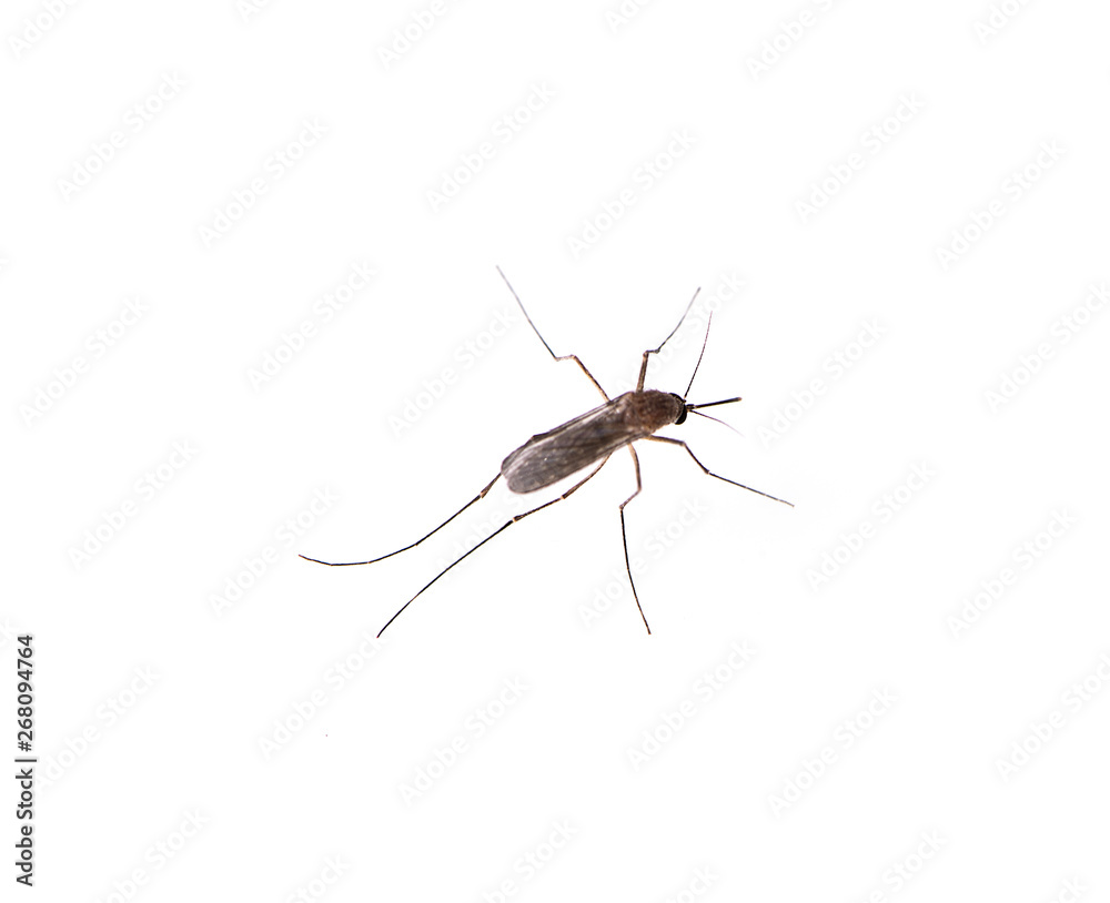 Mosquito isolated on white background Mosquito isolated on white background