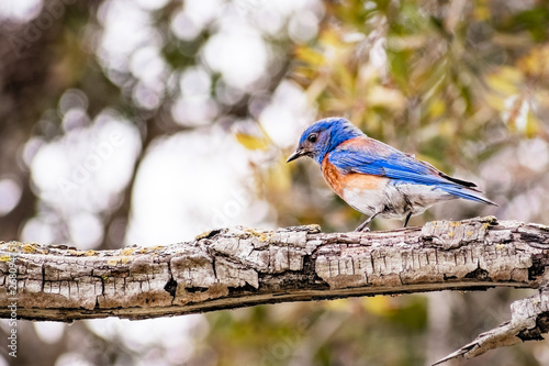 Male Western Bluebird (Sialia mexicana) sitting on a tree branch, South San Francisco bay area, California