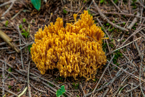 Mushrooms in the wild