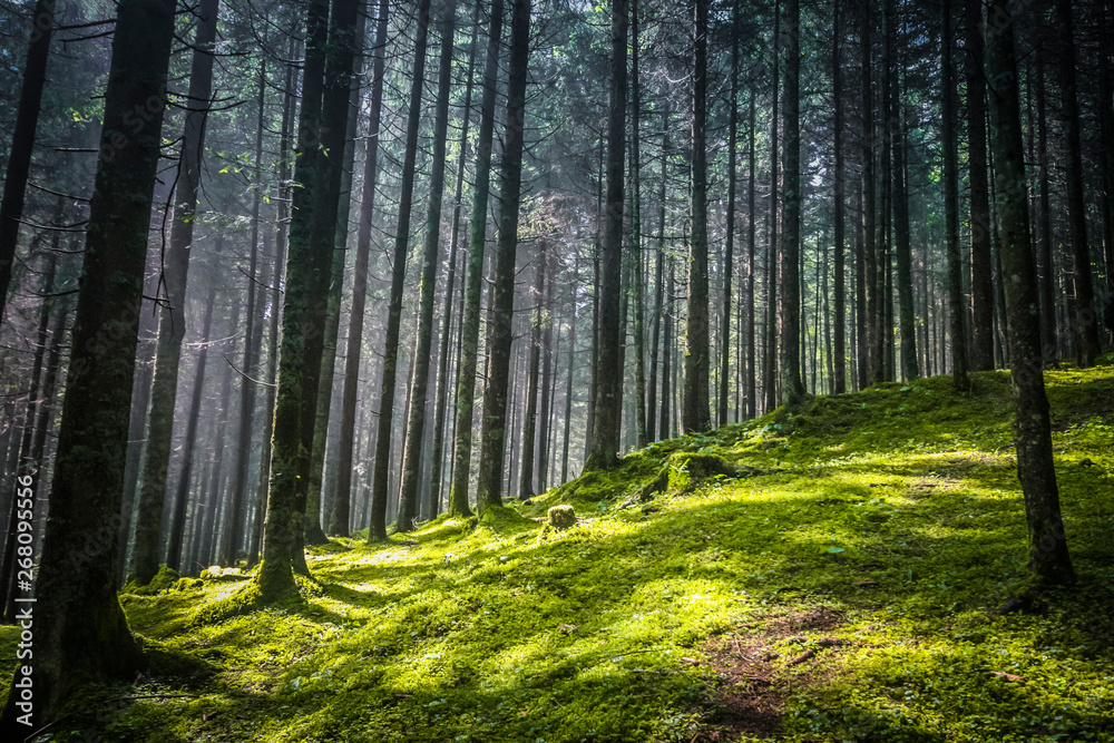 Obraz premium Walking in the wood looking for mushrooms and relaxing
