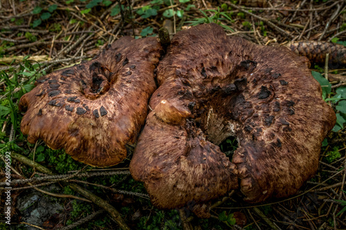 Mushroom in the wood