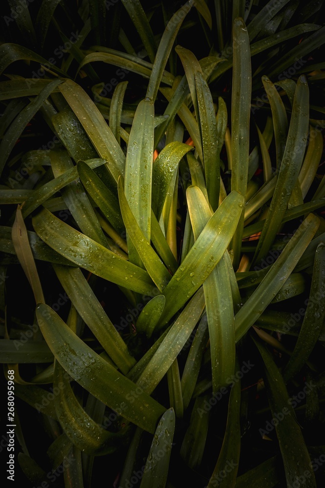 Obraz premium green plant leaves textured in the garden in summer, green plant in the nature