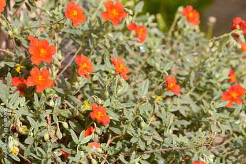 Helianthemum - Red Dragon, Rock Rose Red Dragon, Sun Rose flower in garden