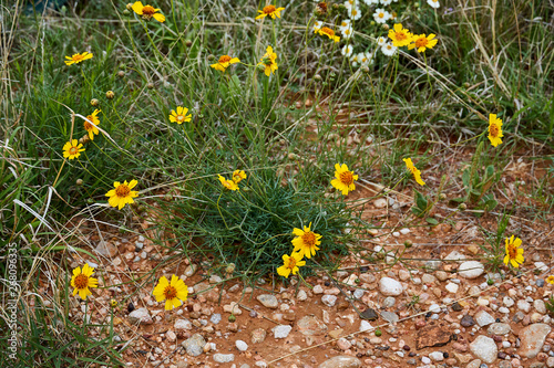 Stiff Greenthread Flower Plant. Springtime in Texas photo