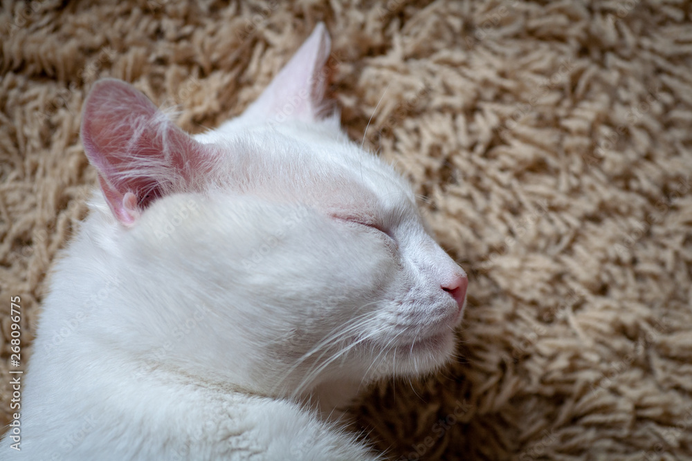 Obraz premium Cat's mouth nose chin and whiskers from beneath