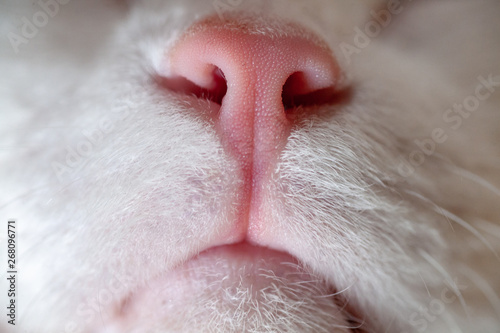 Nose and mouth of a cat