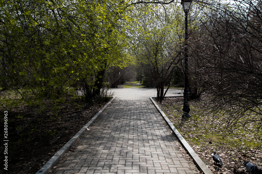 city park, spring square without people, green trees city park, spring square without people, green trees