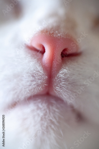 Nose and mouth of a cat