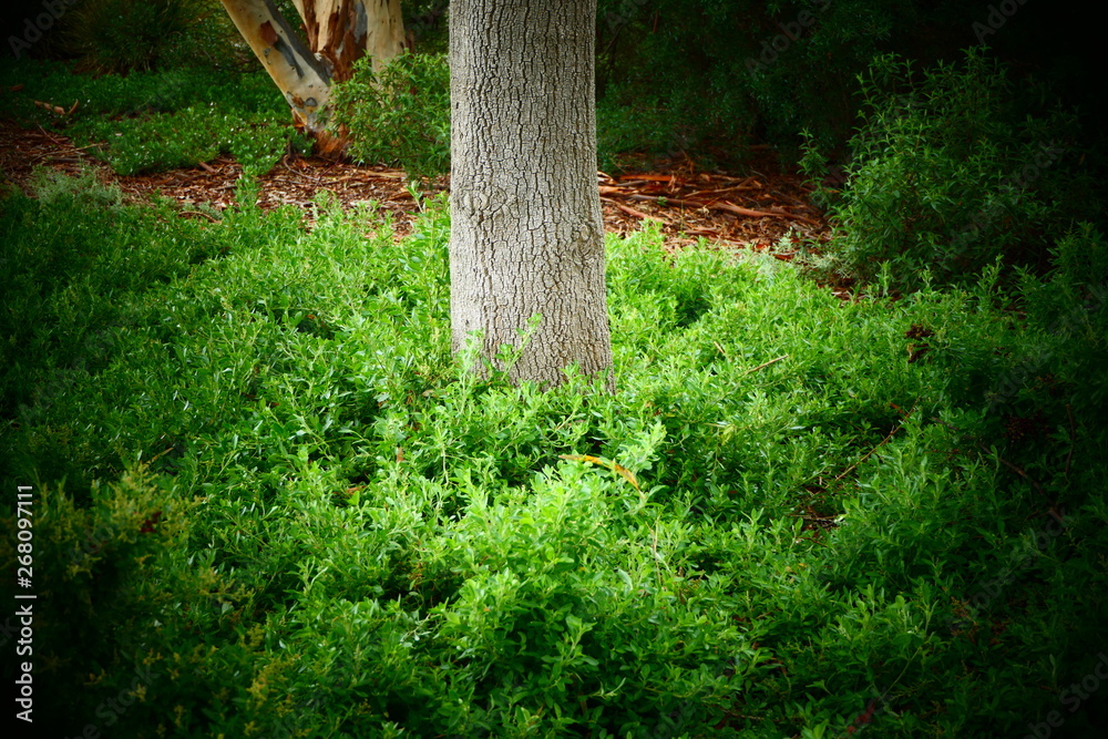 grasses around a tree grasses around a tree