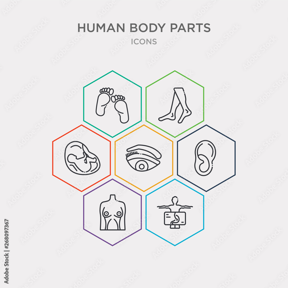 simple set of human body with x ray plate focusing on stomach, human breast, human ear, eyebrow icons, contains such as icons fetus, foot, footprints and more. 64x64 pixel perfect. infographics
