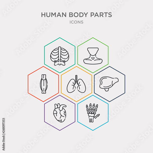 simple set of human hand bones, human heart, human liver, lungs icons, contains such as icons muscle, neck, ribs and more. 64x64 pixel perfect. infographics vector
