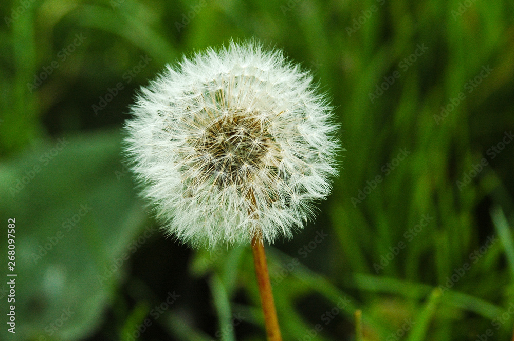 Dandelion seeds - Taraxacum Asteraceae