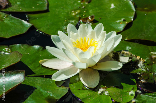 Blooming water lily on the pond surface among the leaves