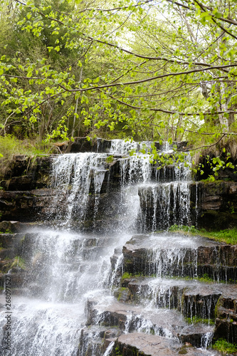 waterfall ant trees in spring
