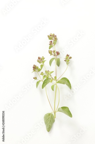 Oregano 