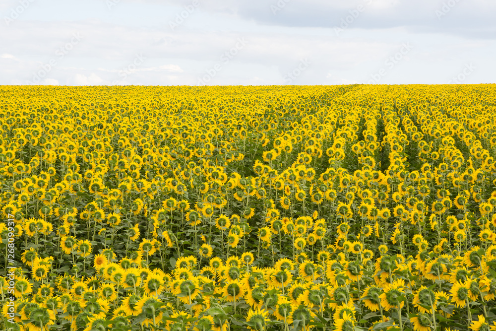 Sunflower field under cloudy skies Sunflower field under cloudy skies
