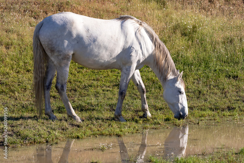 Beautiful white horse in the countyside