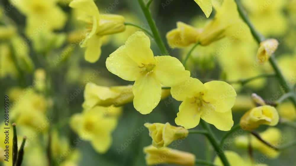 urginea maritima flover
