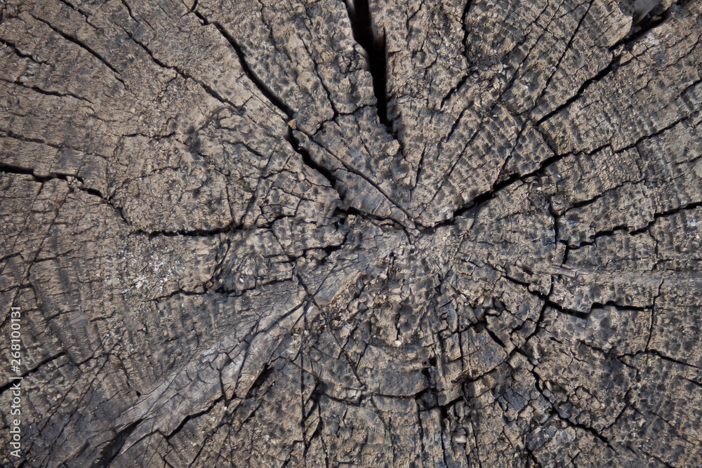 Close view of an aged tree stump with rings Close view of an aged tree stump with rings
