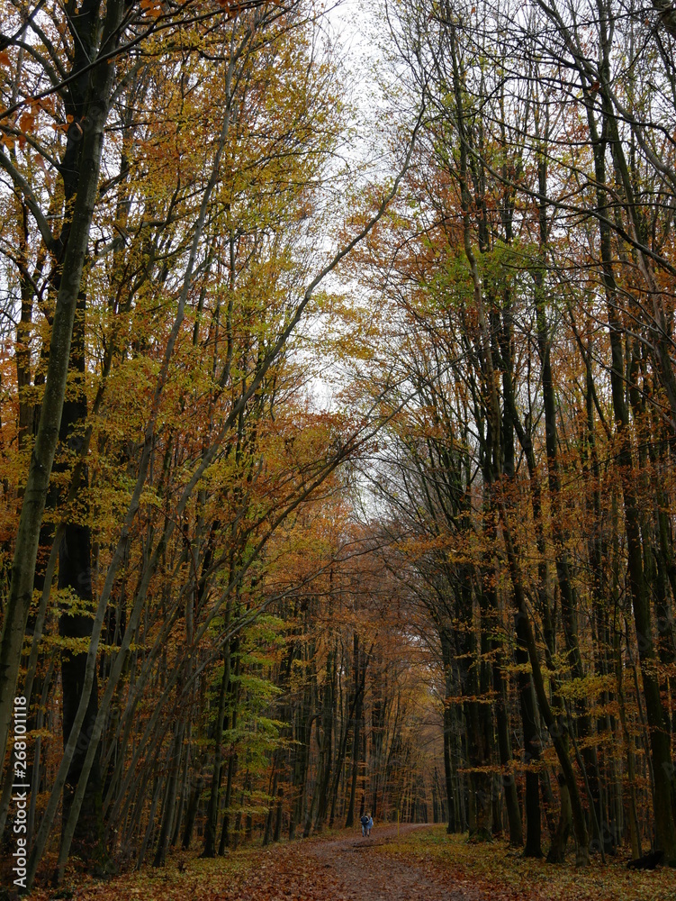 Obraz premium forest in autumn