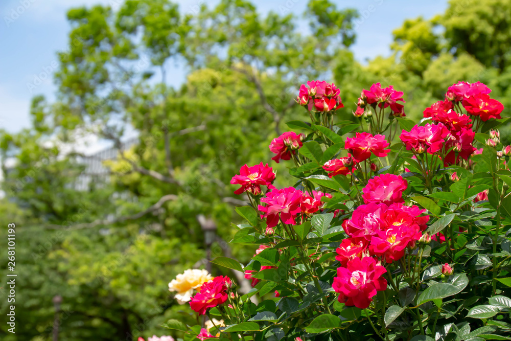 公園の花壇の満開のバラ 公園の花壇の満開のバラ