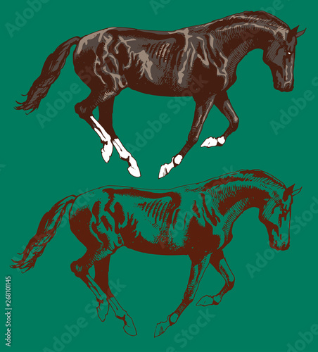  Vector image of a wild horse mustang in motion horse in art outline style engraving strong fast horse mare mane hooves wild animal fast riding speed and power