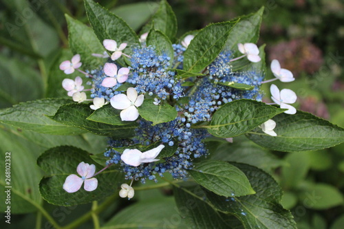 Hydrangeas